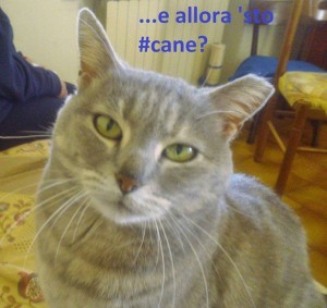 Malacopia_cane2_gatto